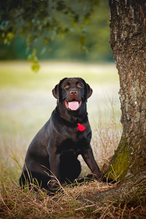 Black Dog