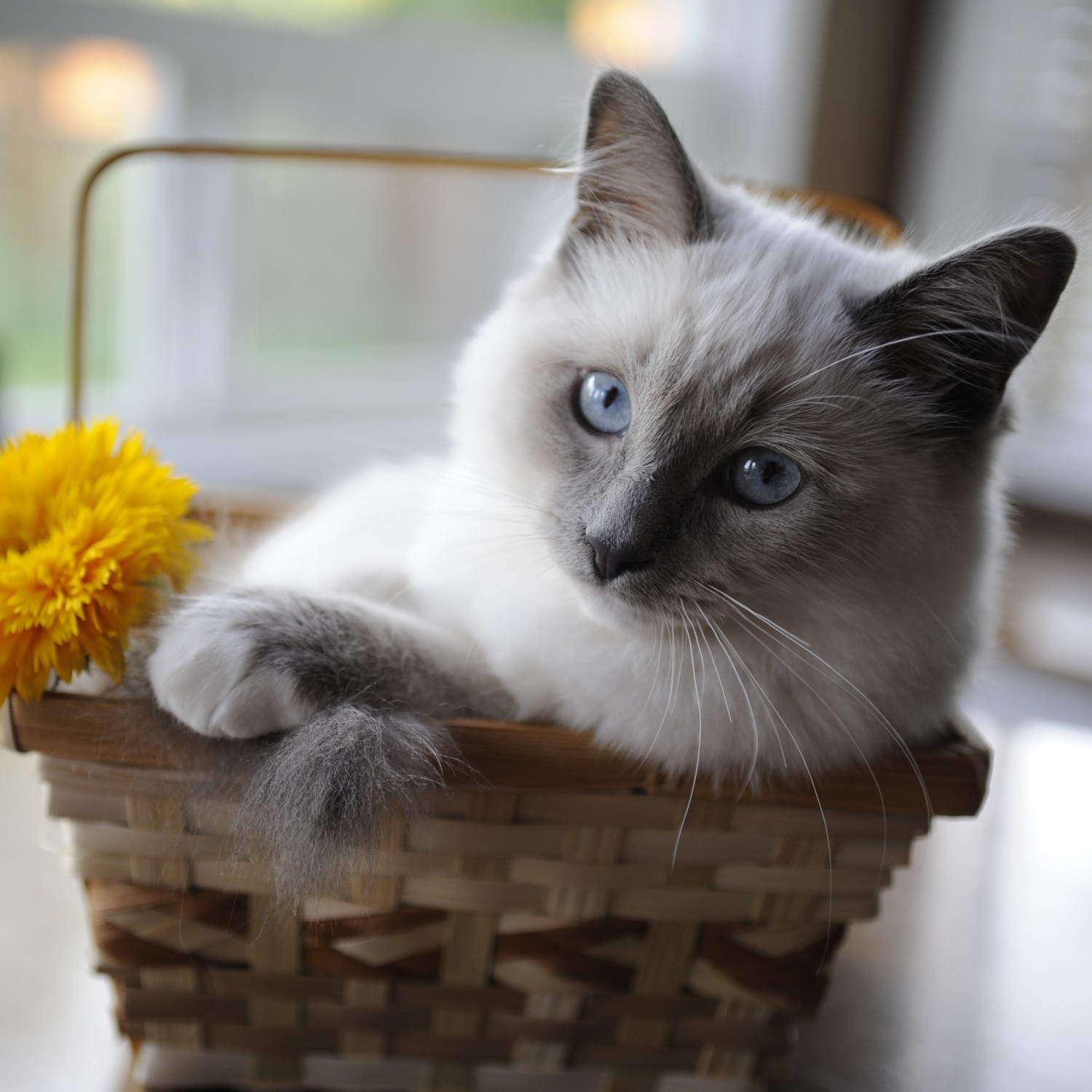 kitten in basket