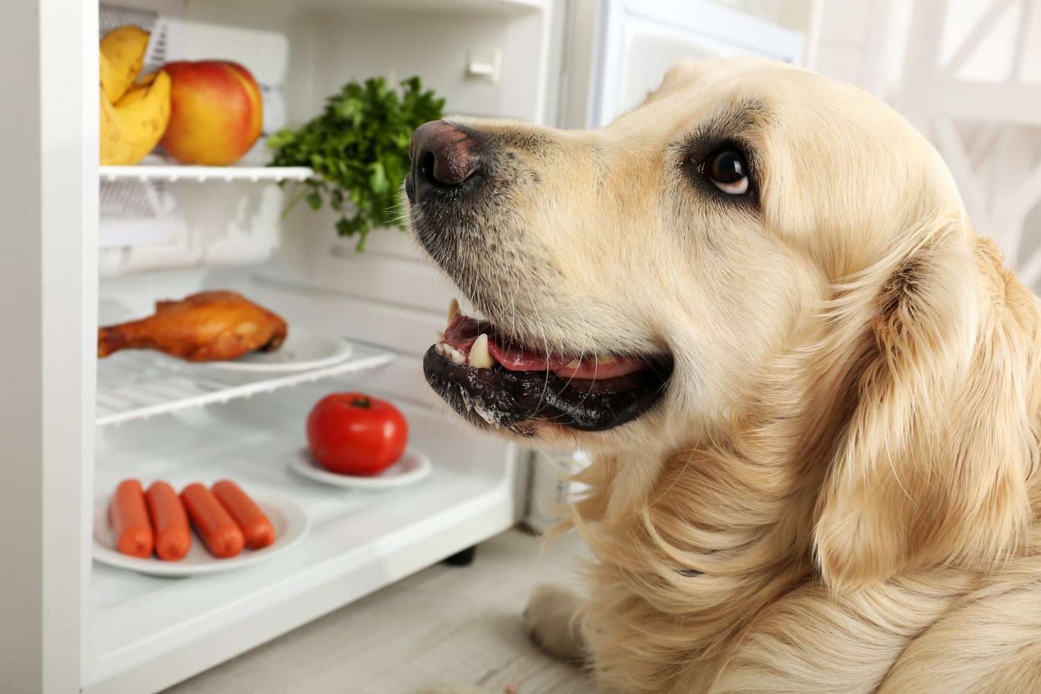 Dog in Fridge