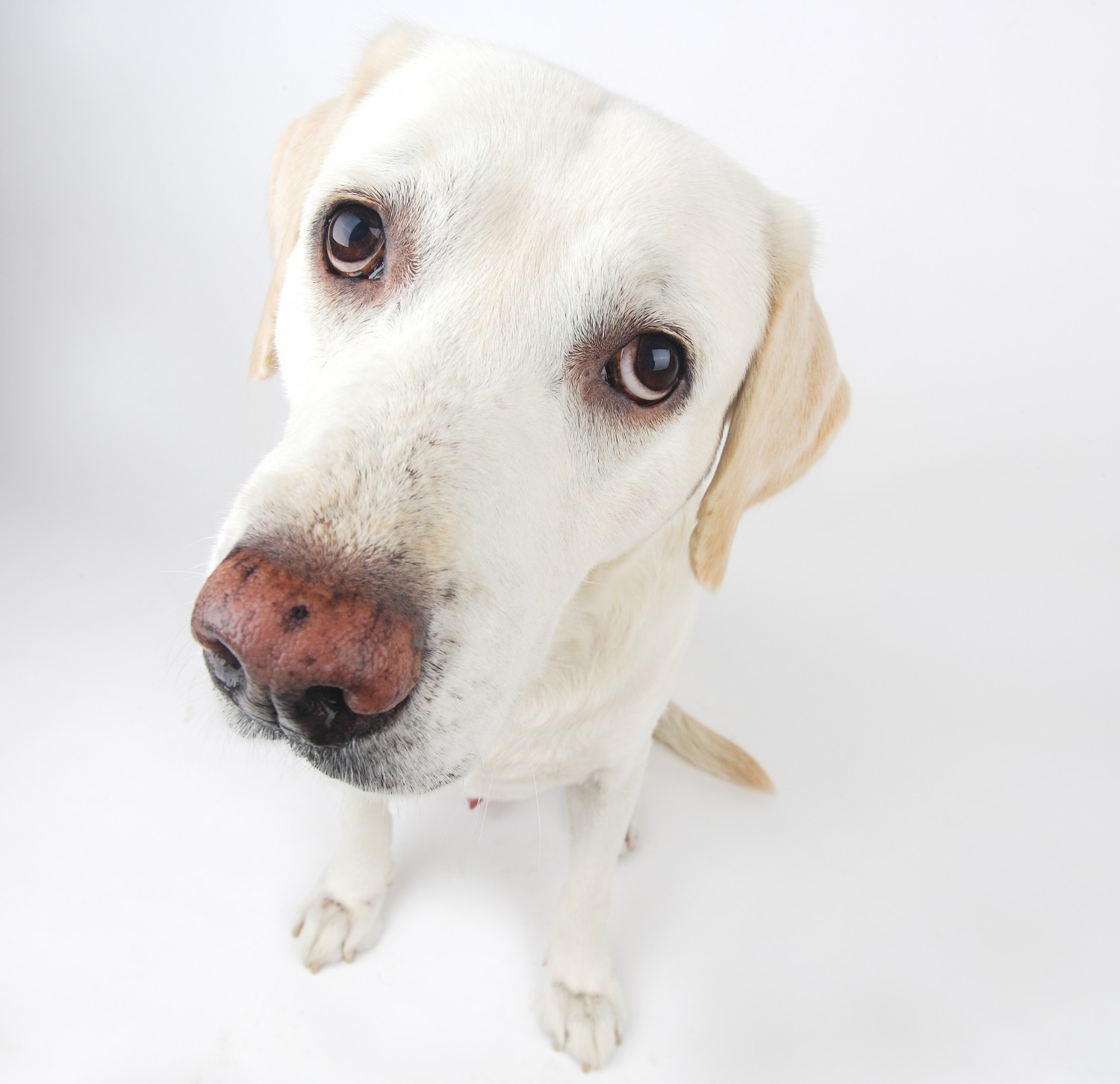 white dog white dog
