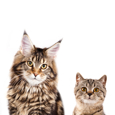 two cats